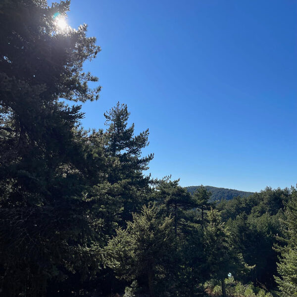 Bardouniotikos Rooster with Hilopites in the Oven (a G.G Recipe) - Gastronomy Tours img 9438 orig - Gastronomy Tours